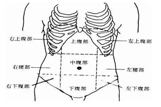 肚子是在哪个位置图