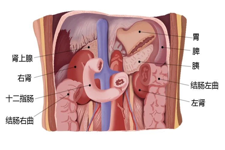 五脏六腑位置图