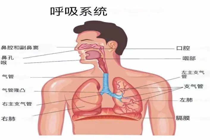 呼吸系统图