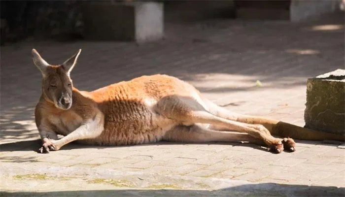 袋鼠的尾巴有什么作用 袋鼠的尾巴起到什么作用