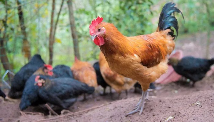 鸡年是哪年 属鸡的年份