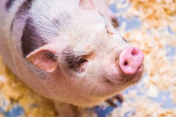 属猪的最佳婚姻配对 属猪的婚姻最佳配偶