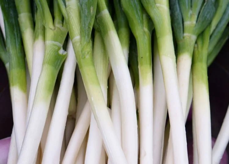 大葱的功效与作用