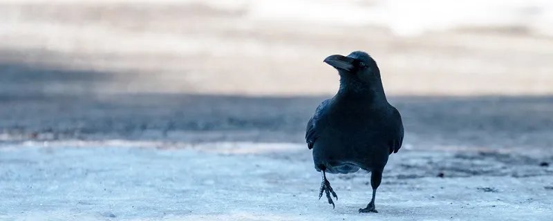 什么东西比乌鸦更讨厌