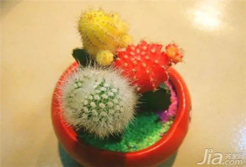 仙人球多久浇一次水?仙人球浇水方法