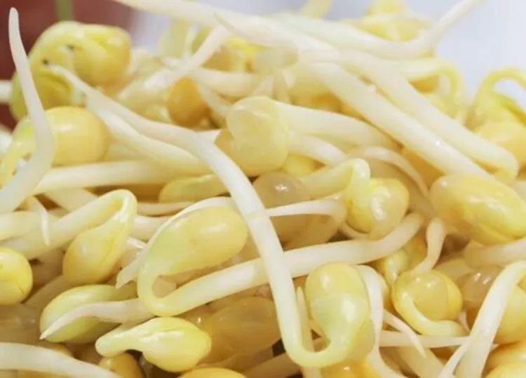 黄豆芽的功效与作用