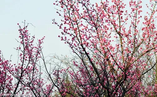 腊梅树图片鉴赏 腊梅花花语和象征意义