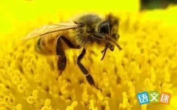 蚂蚁和蜜蜂的故事