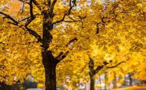 一道风景线作文