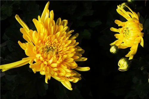 黄菊花的花语是什么 黄菊花有哪些作用