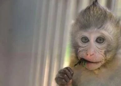 世界上最珍稀的猴子——食蟹猴