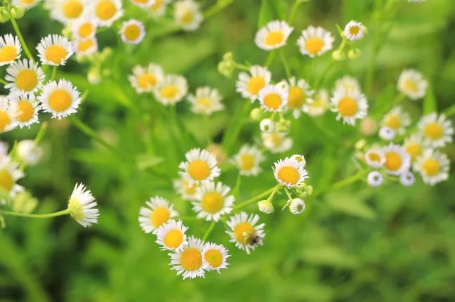 中国农历有多少个节气 中国农历24节气简单解释