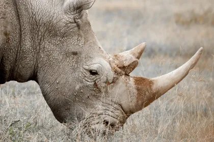 亚洲犀牛角和非洲犀牛角的区别