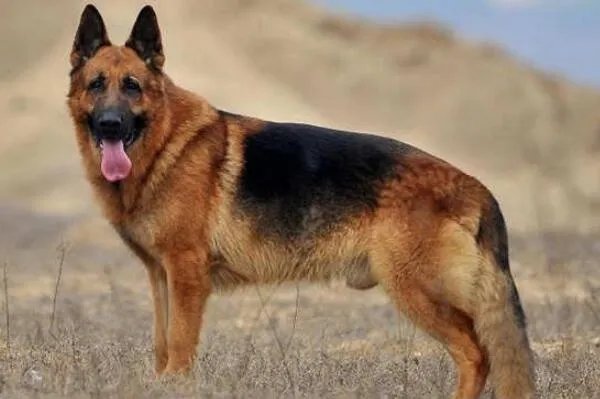 十大智商最高的狗排名 贵宾犬上榜，第七原产于加拿大