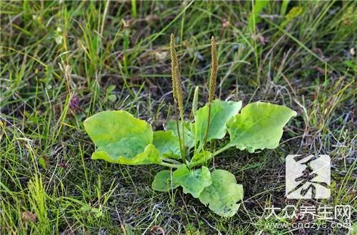 连钱草的功效与作用有哪些？