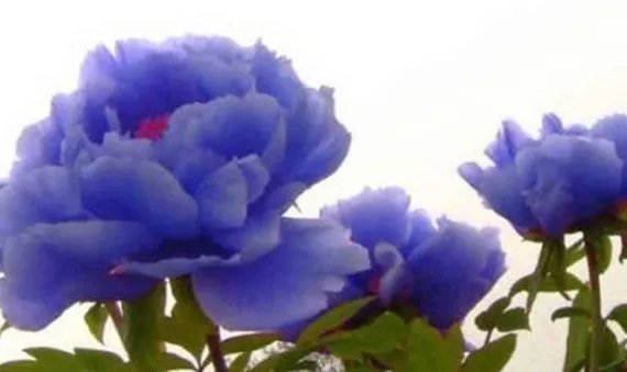 有没有蓝色牡丹?