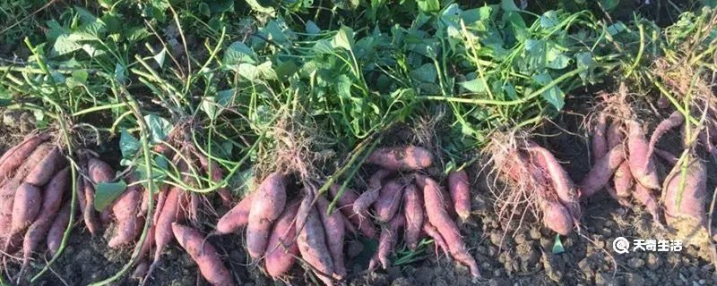 甘薯是什么