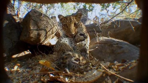 金钱豹出逃案宣判了,具体是如何判决的?