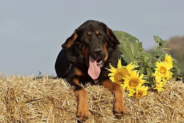 鬼藏獒多少钱一只 鬼獒和藏獒有什么区别