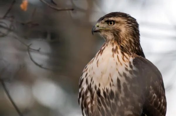 世界上十大最危险的鸟类，秃鹫被用于天葬，第二是菲律宾国鸟
