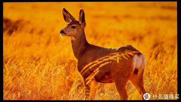 飞利浦电视机怎么样