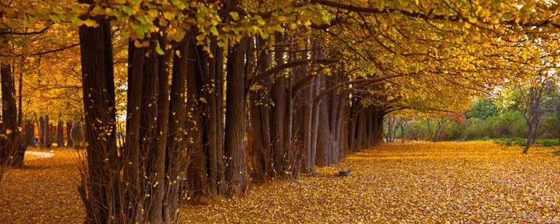 银杏属于什么种类水果 银杏属于哪种水果