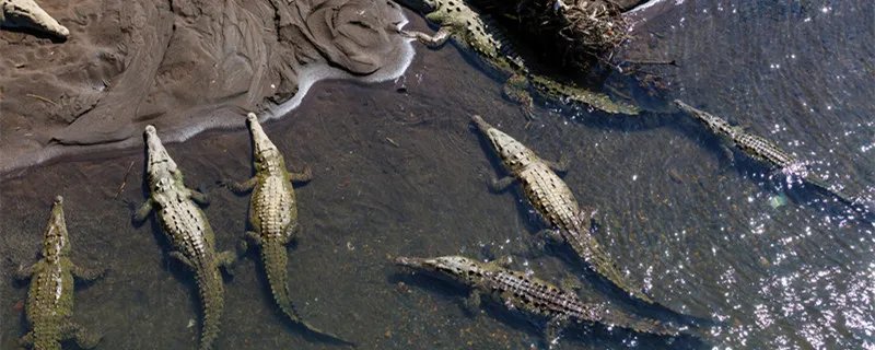 鳄鱼的眼泪是什么意思 不要相信鳄鱼的眼泪是什么意思