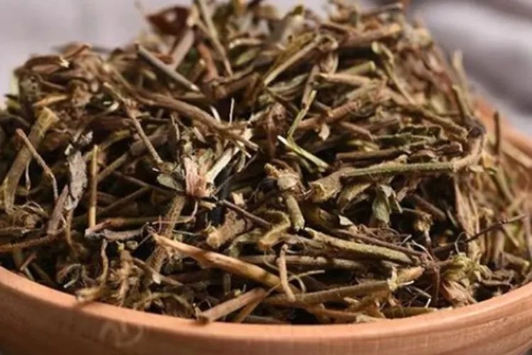 星星草图片和功效作用