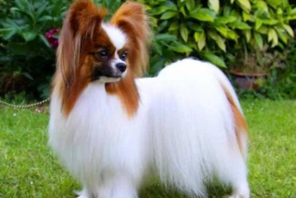 世界上最小的狗前十名 博美犬上榜，第一身高仅有15厘米左右