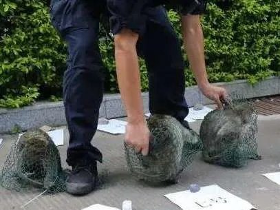 世界上最珍稀的猴子——食蟹猴