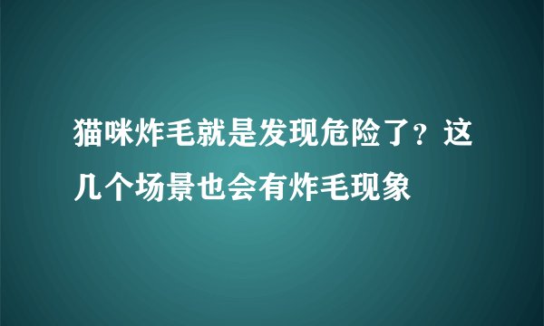 猫咪炸毛就是发现危险了？这几个场景也会有炸毛现象