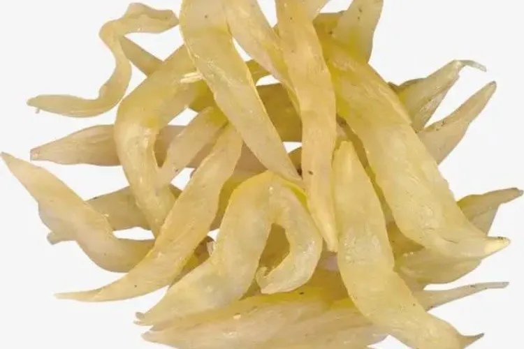 天门冬图片大全