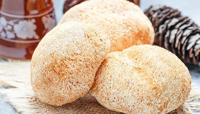 猴头菇的产地 猴头菇的产地在哪里