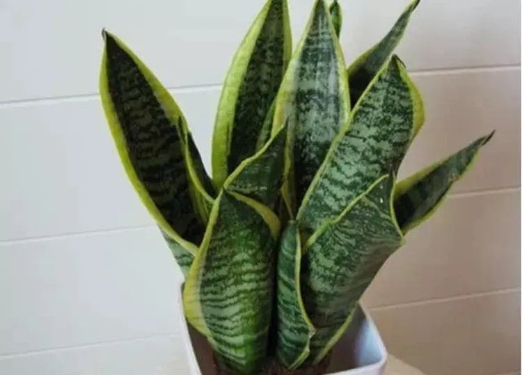 虎皮兰的功效与作用