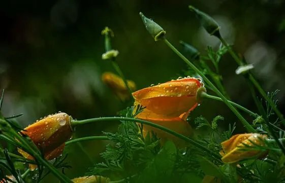 酸雨的主要成分