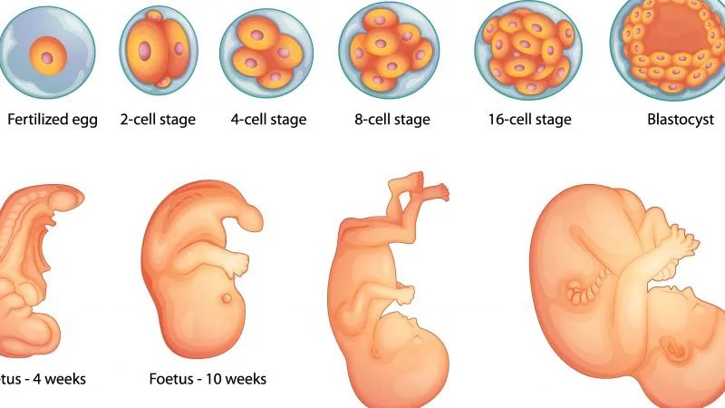 同母异父双胞胎如何形成