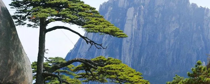 黄山四绝分别是什么