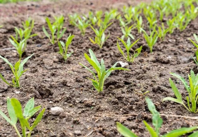 土壤污染的危害 土壤污染对人体有哪些危害