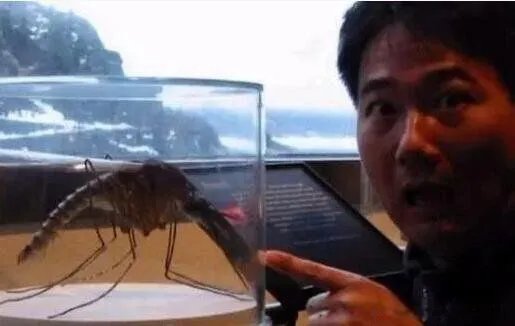 金腹巨蚊图片长什么样 世界上最大的蚊子金腹巨蚊是什么