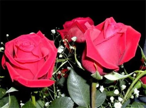 玫瑰花的含义是什么 玫瑰花适合送给什么人