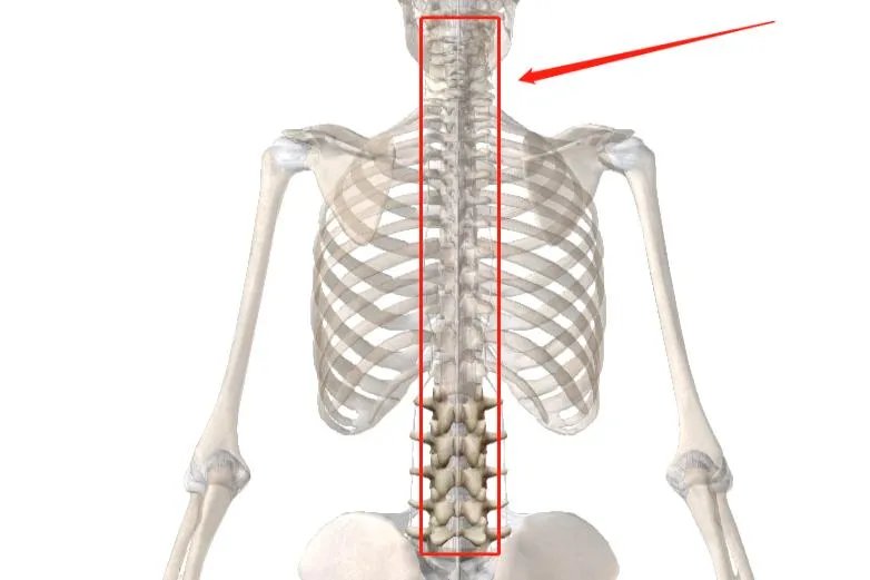 人体骨骼模型图片