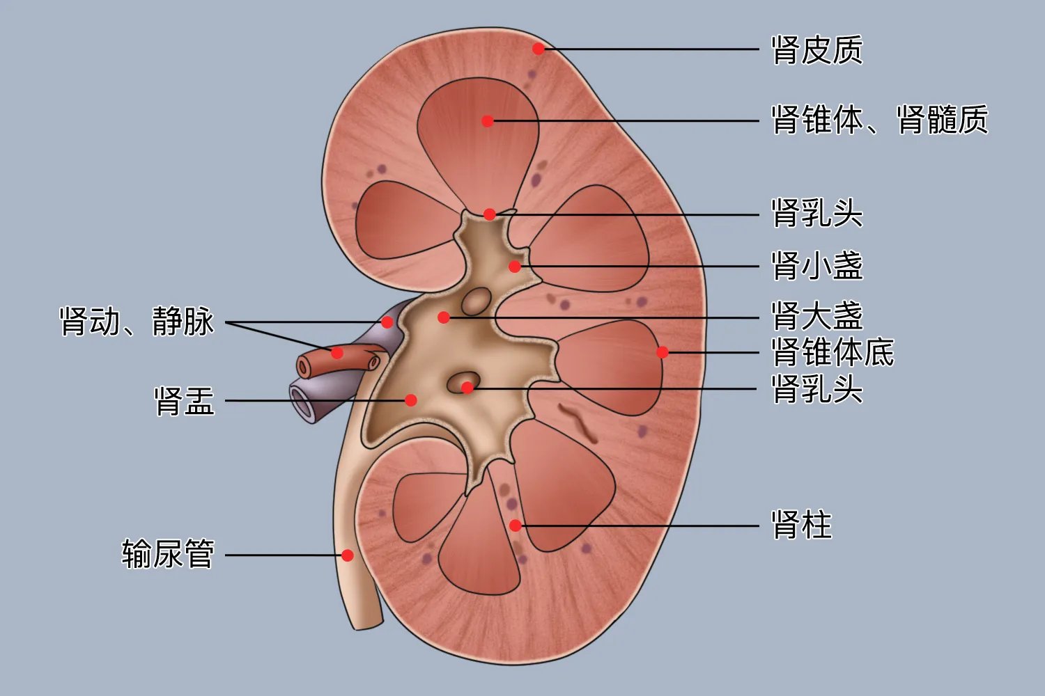 人体五脏六腑肾的位置结构图