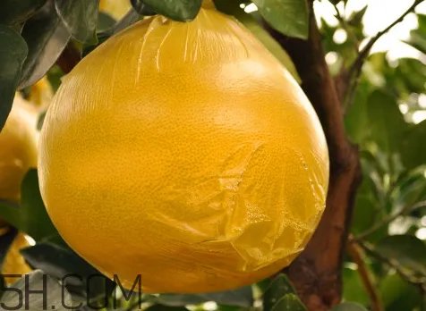 玉环文旦什么时候成熟 玉环文旦多少钱一斤