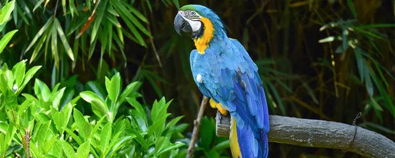 幽禽指的是什么鸟 幽禽指的是