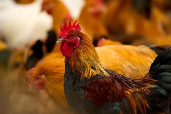 鸡拉绿白色的稀便怎么回事