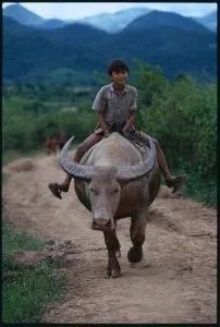 你的dream car是什么?