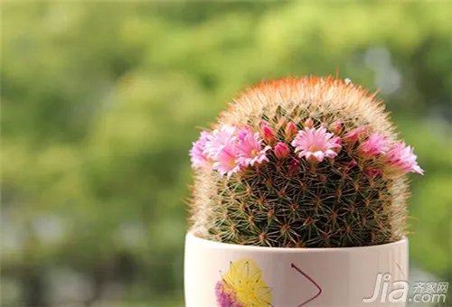 仙人球多久浇一次水?仙人球浇水方法