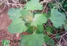 灰灰菜是什么样子?灰灰菜图片