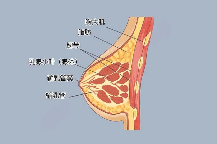 乳腺图片