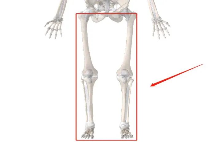 人体骨骼模型图片